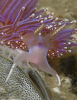 facelina auriculata